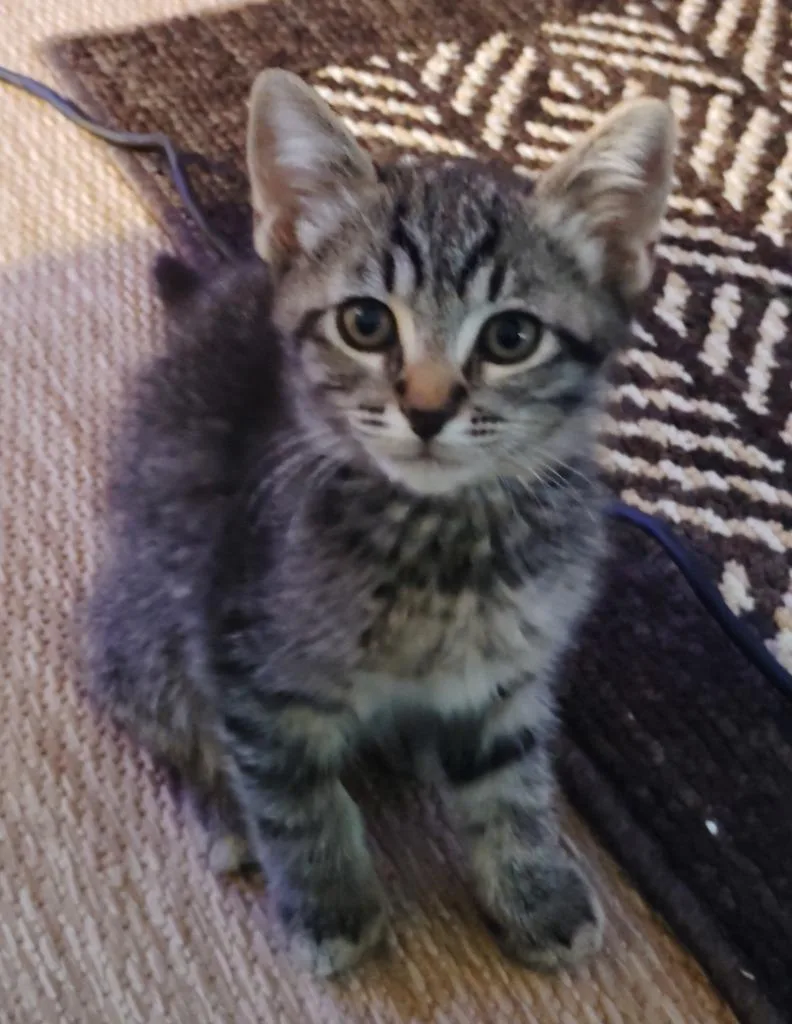 A baby small-sized male Domestic Short Hair cat named Topsy for adoption in San Jacinto, CA