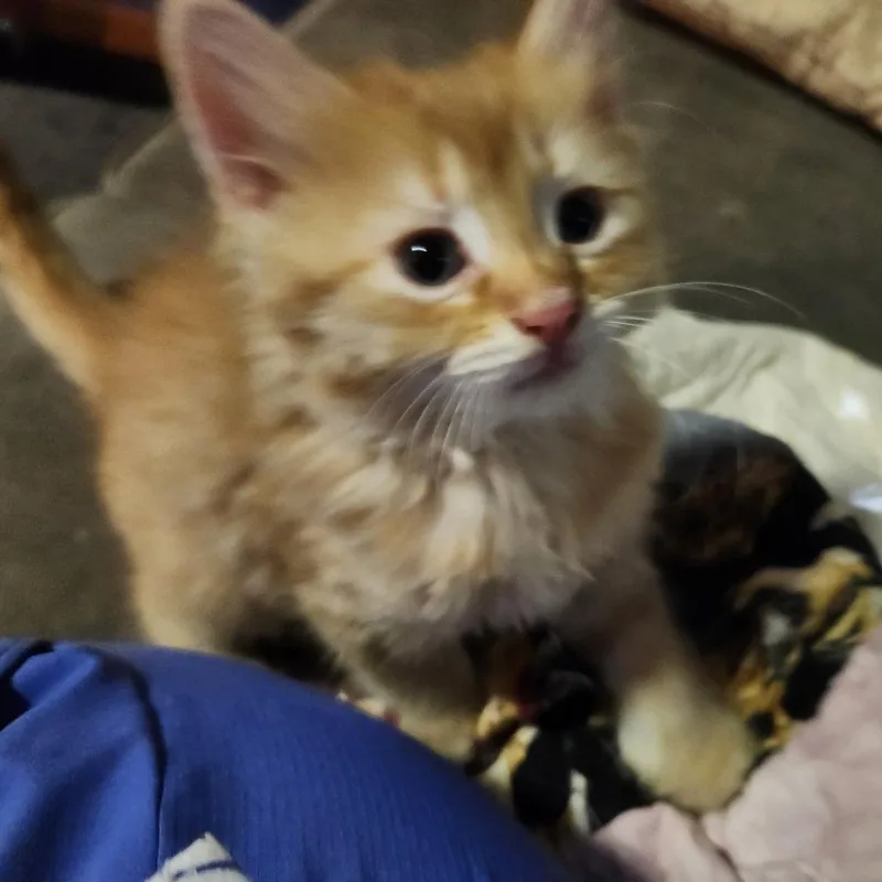 A baby small-sized male Orange / Red Domestic Medium Hair cat named Quentin for adoption in Carmel, IN