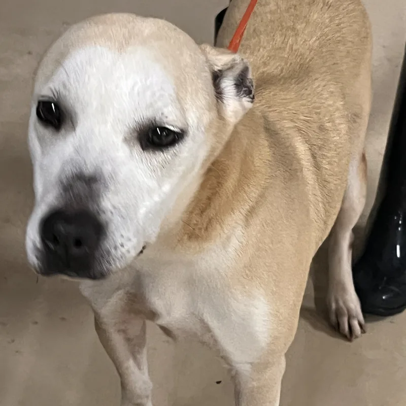 Harley Storm thumbnail 2