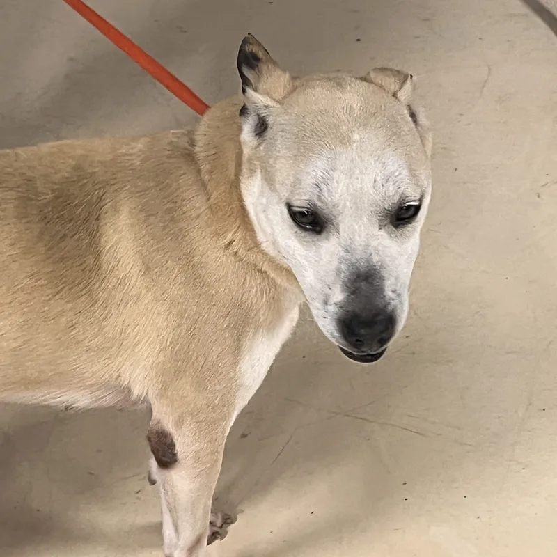 Harley Storm thumbnail 4