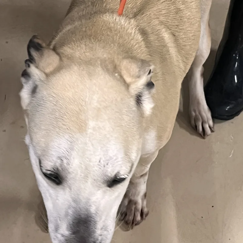 Harley Storm thumbnail 5