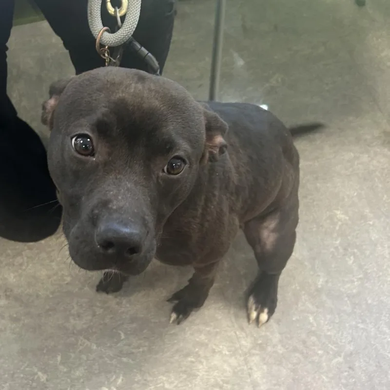 A young medium-sized male Brown / Chocolate Pit Bull Terrier dog named Sully for adoption in Philadelphia, PA