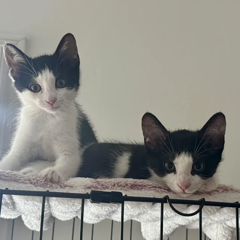 A baby medium-sized female Black & White / Tuxedo Domestic Short Hair cat named Keilani for adoption in Memphis, TN