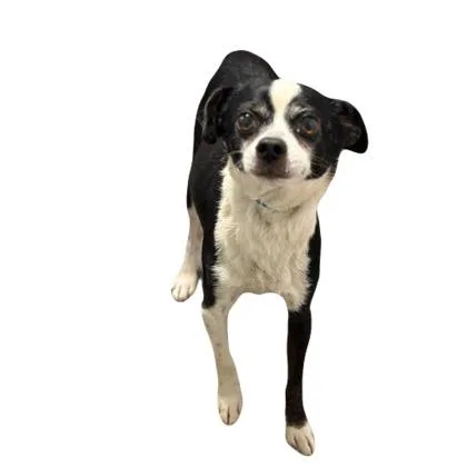 An adult small-sized male Terrier dog named Wally for adoption in Red Bluff, CA