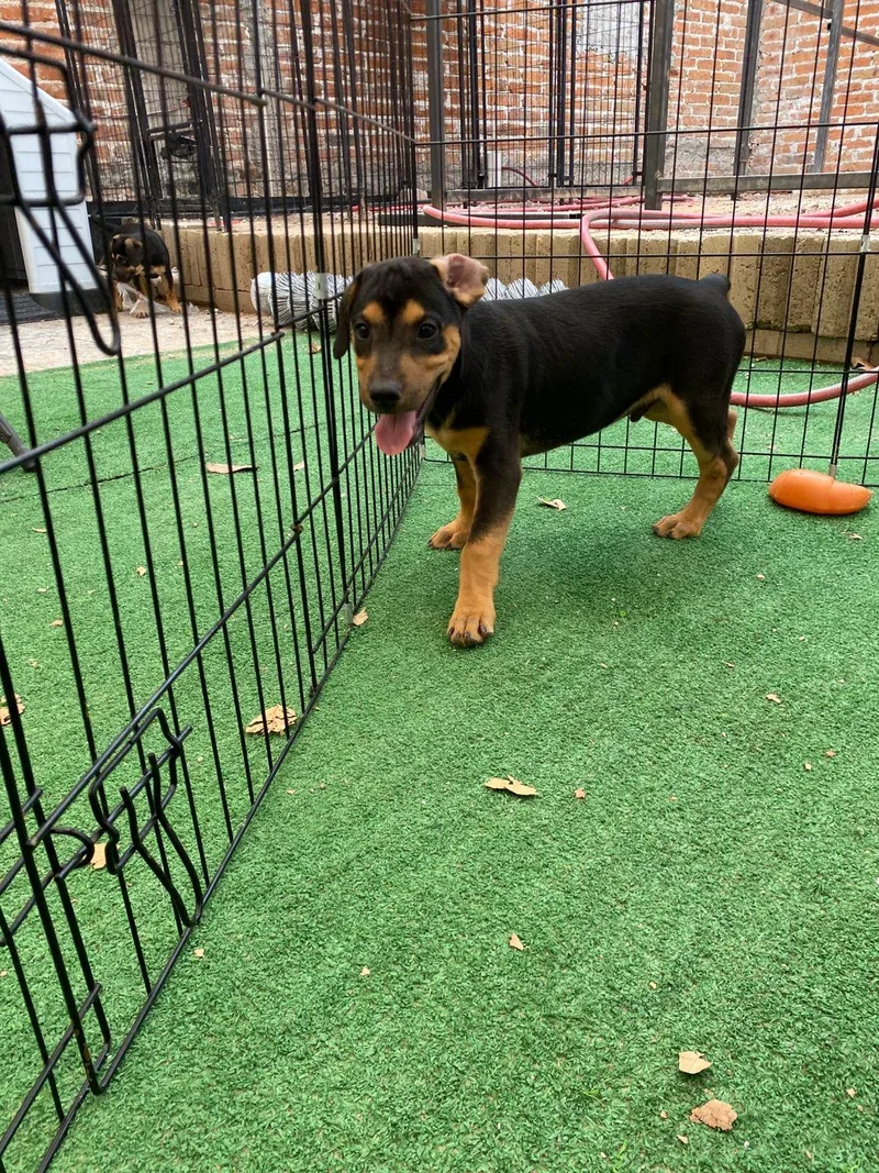 A baby medium-sized male Tricolor (Brown, Black, & White) Beagle dog named Gregory Bridgerton for adoption in Austin, TX