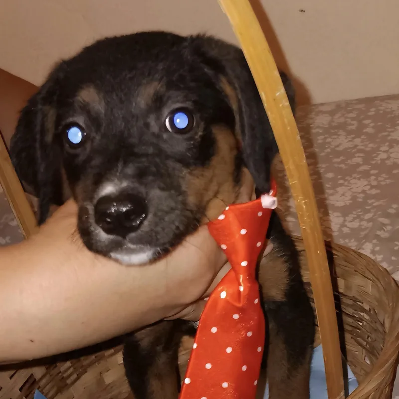 Sugar Plum "your Sweetest