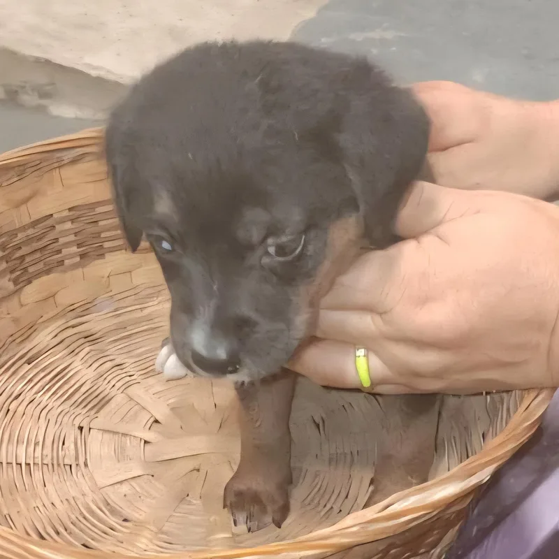 Sugar Plum "your Sweetest thumbnail 3