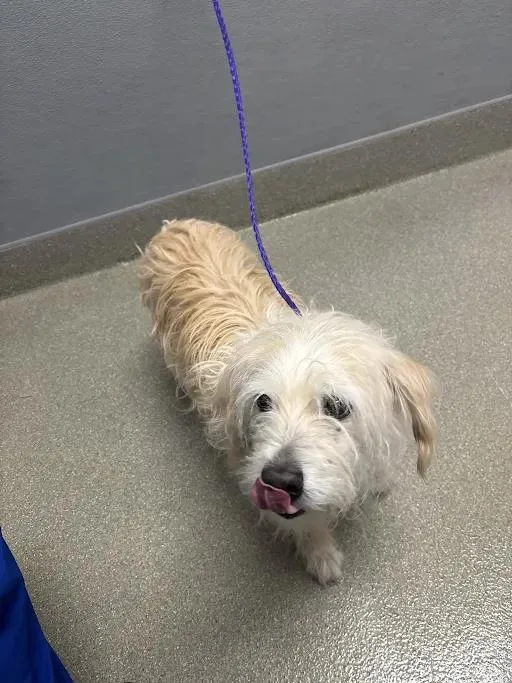 An adult small-sized male Terrier dog named Chapo for adoption in Las Vegas, NV