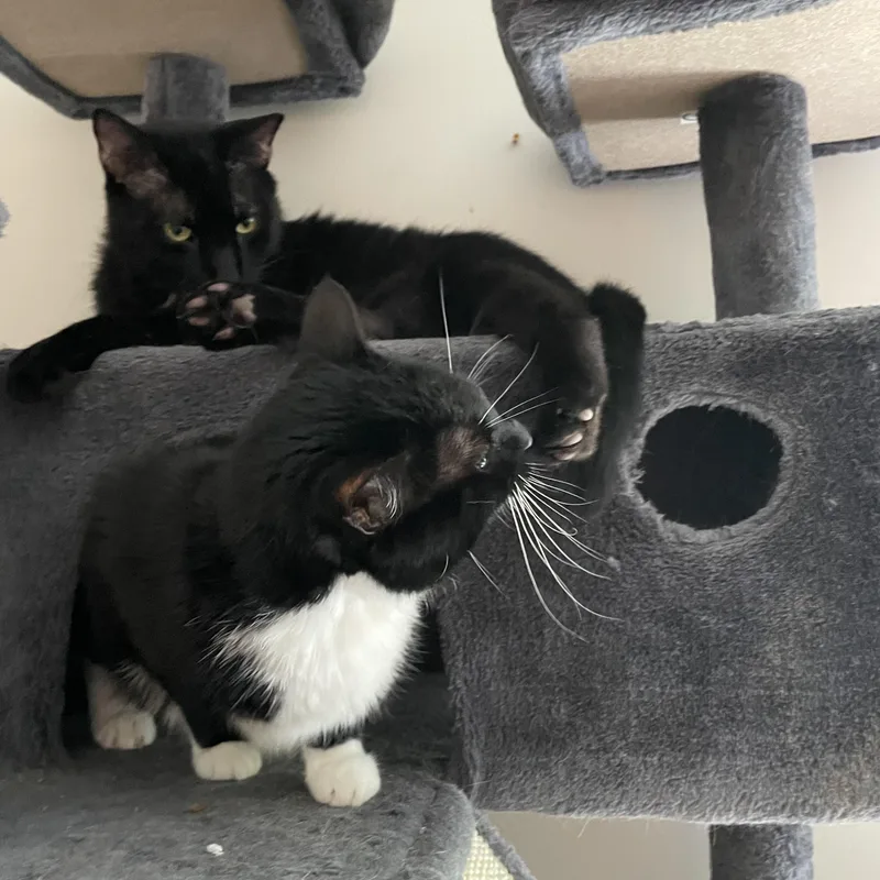 An adult large-sized female Black & White / Tuxedo Domestic Short Hair cat named Bubbles for adoption in lititz, PA