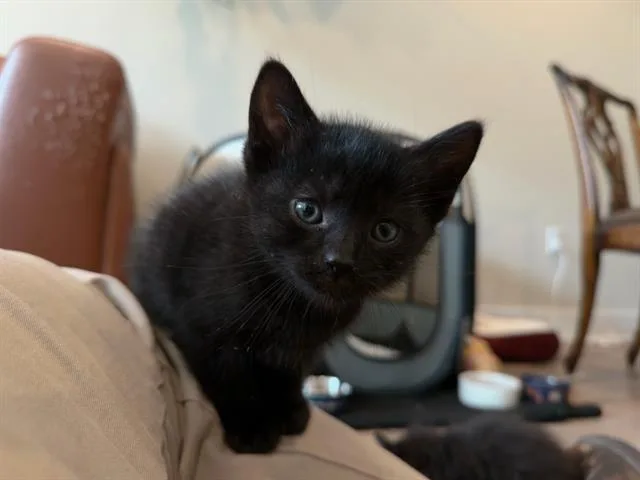A baby small-sized male Domestic Short Hair cat named Elliot for adoption in Tustin, CA