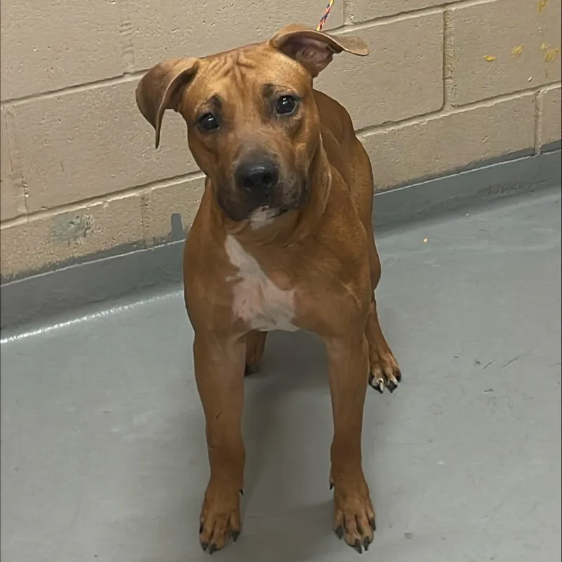 A baby medium-sized male Pit Bull Terrier dog named Franklin for adoption in Tacoma, WA