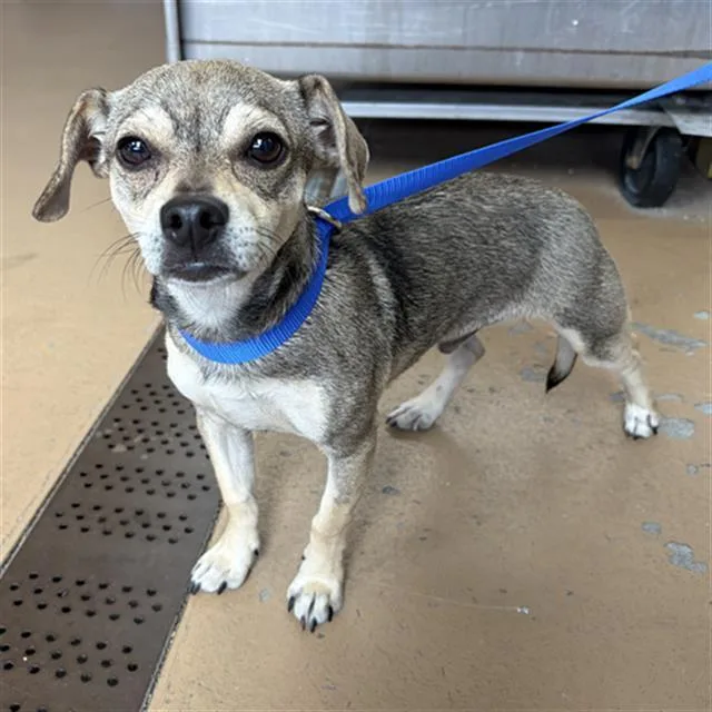 A young small-sized male Chihuahua dog named Nyxon for adoption in Chula Vista, CA