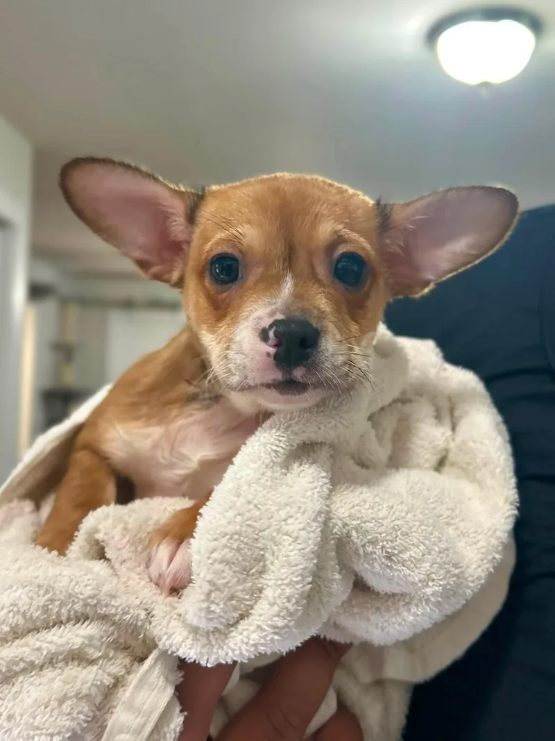 A young medium-sized male Chihuahua dog named Samsung for adoption in Greenville, SC