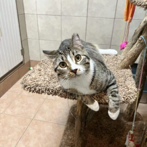 A young large-sized male Tabby (Gray / Blue / Silver) Domestic Short Hair cat named Dallas for adoption in Seven Valleys, PA