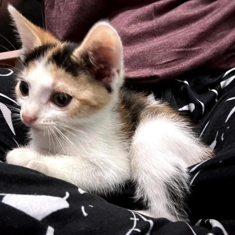 A baby small-sized female Calico Domestic Short Hair cat named Cali for adoption in Okmulgee, OK