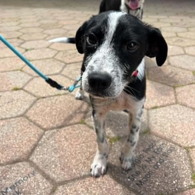 A baby small-sized male Black Mixed Breed dog named Ken for adoption in Hampton Bays, NY