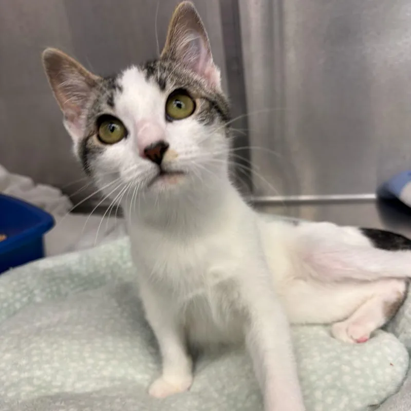 A baby small-sized female White Domestic Short Hair cat named Pug for adoption in Los Angeles, CA