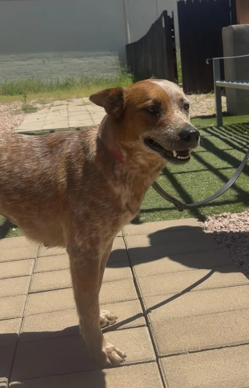 An adult medium-sized female Merle (Red) Australian Cattle Dog / Blue Heeler dog named Wyoming for adoption in Payson, AZ