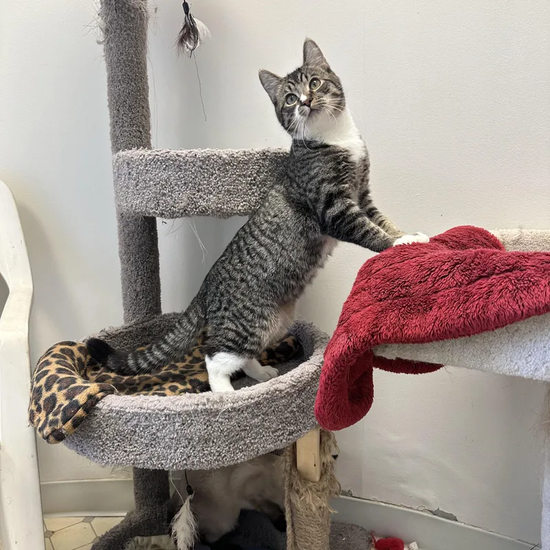 Hercules  Momma Lyra thumbnail 3