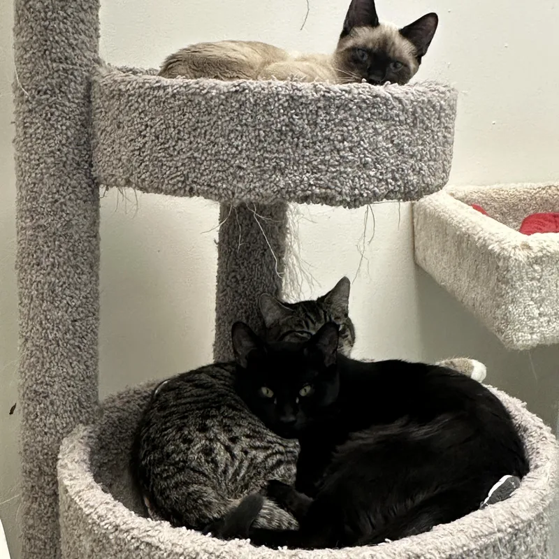 Hercules  Momma Lyra thumbnail 5