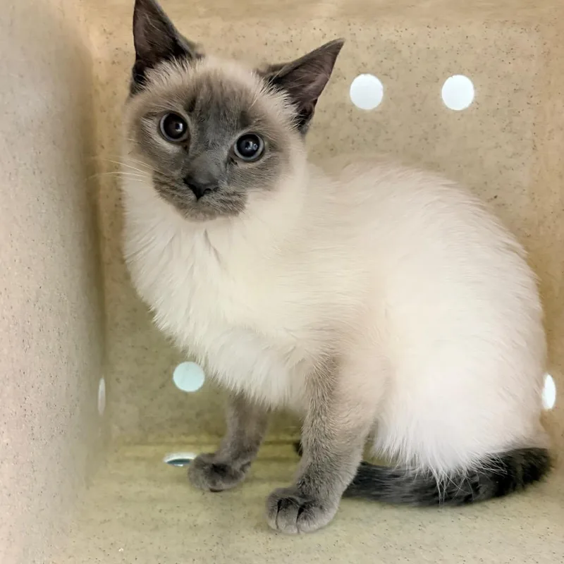 A young small-sized male White Domestic Short Hair cat named Fizz for adoption in Philadelphia, PA