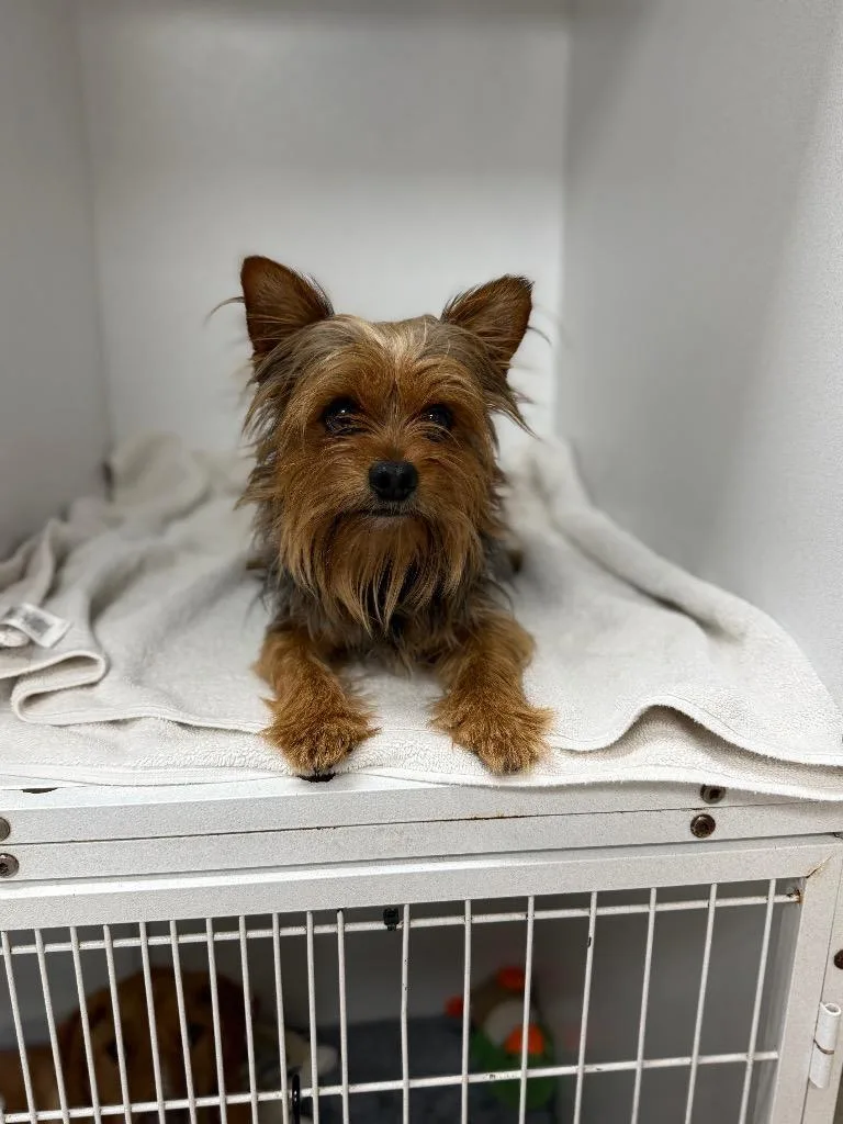 An adult medium-sized male Yorkshire Terrier dog named Bubsy for adoption in Sorrento, LA