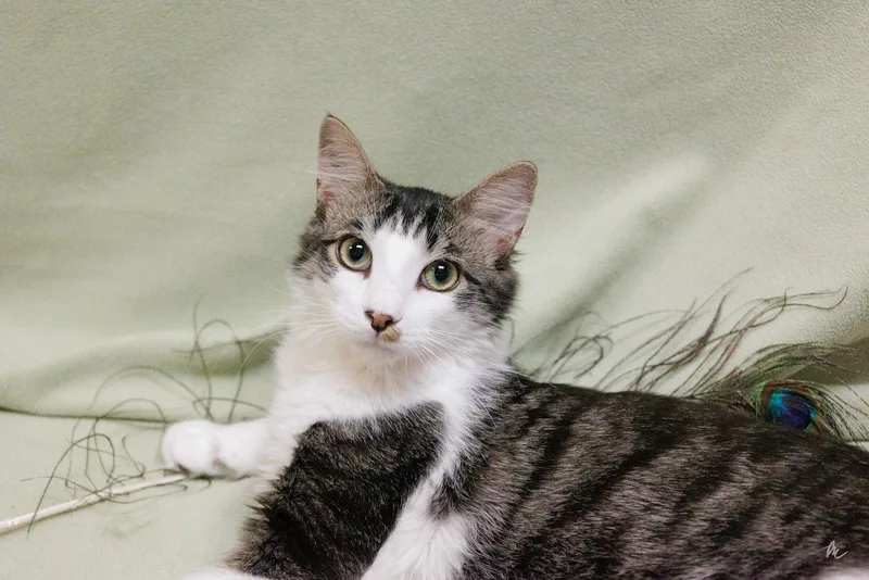 A young medium-sized male Gray & White Domestic Short Hair cat named Diesel for adoption in Cary, NC
