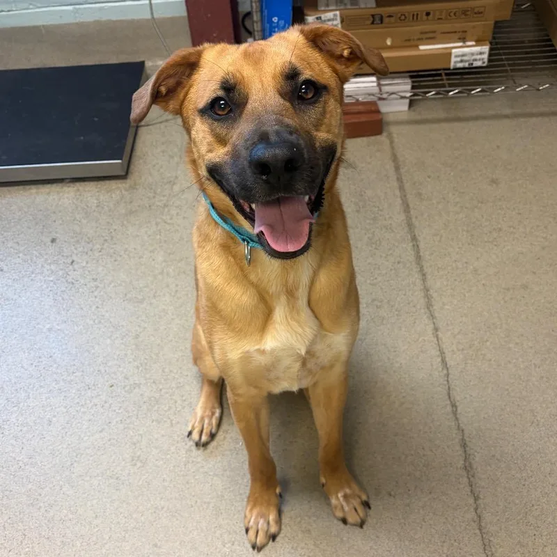 An adult medium-sized male Yellow / Tan / Blond / Fawn Mixed Breed dog named Ronan for adoption in Fredericksburg, VA