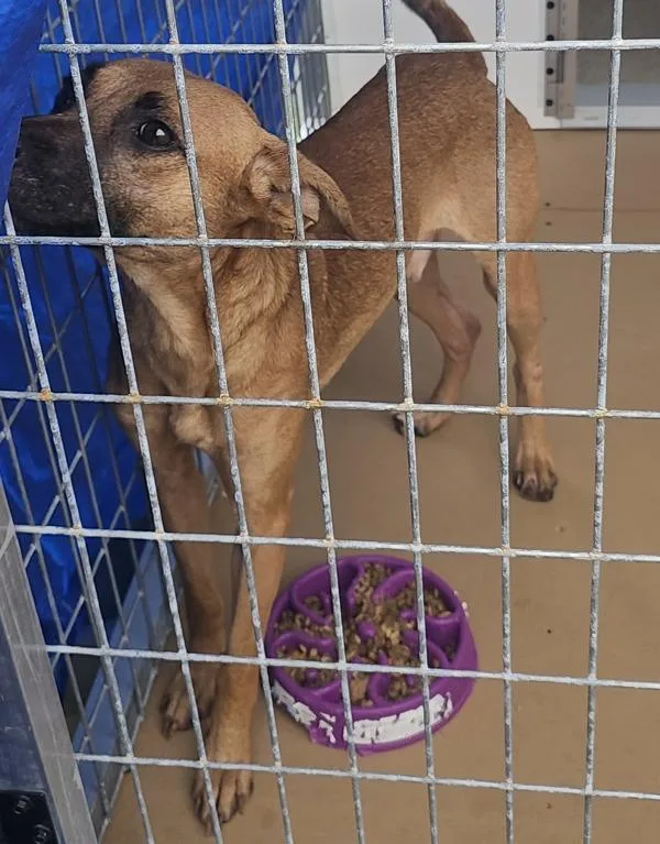 A young medium-sized male Shepherd dog named Pabu for adoption in Cleveland, TN