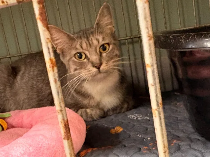 A young large-sized female Domestic Short Hair cat named Buggy for adoption in Rensselaer, IN