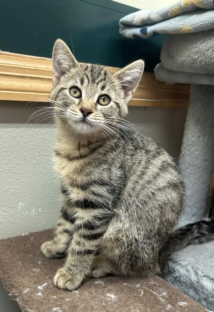 A baby small-sized female Domestic Short Hair cat named Artemis for adoption in Spooner, WI