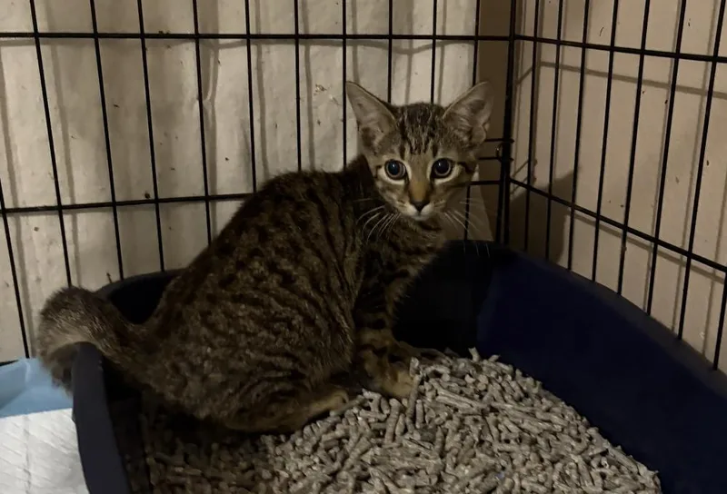 A baby small-sized female Black Domestic Short Hair cat named Posy for adoption in Orlando, FL