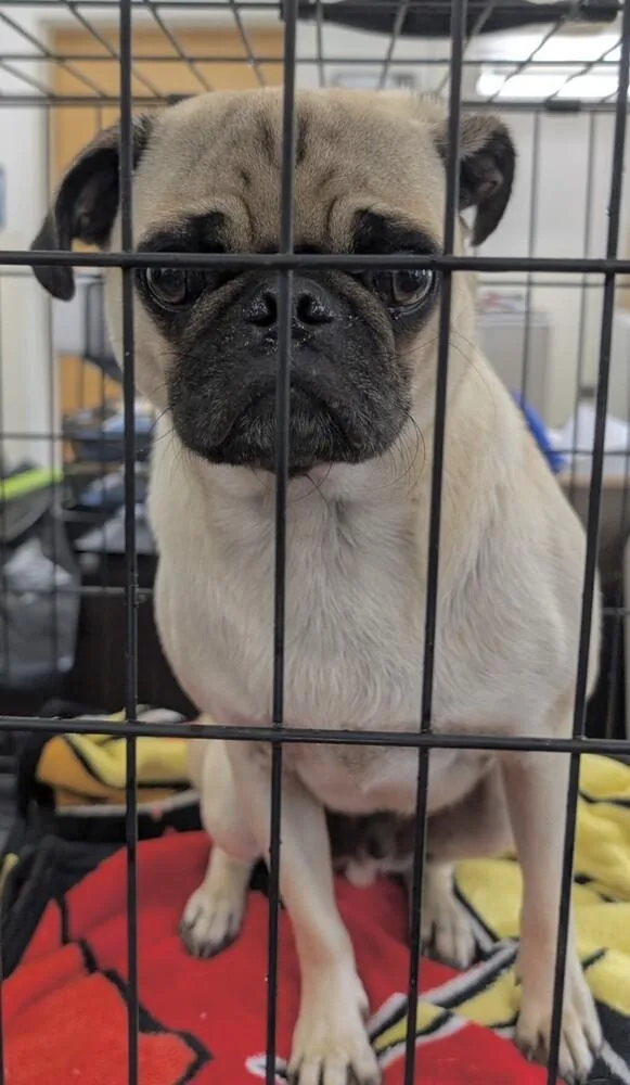 A young small-sized male Pug dog named Mooney for adoption in Washington, DC