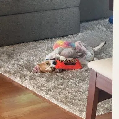 A young small-sized male Beagle dog named Moose for adoption in Playa Vista, CA