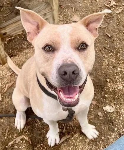 An adult large-sized male White / Cream Mixed Breed dog named Drew for adoption in Georgetown, TX