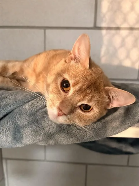 A young medium-sized male Domestic Short Hair cat named Canillo for adoption in Boston, MA