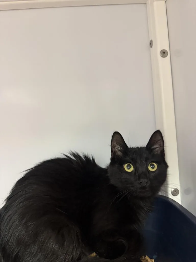 A baby medium-sized female Domestic Medium Hair cat named Cora for adoption in Peoria, AZ