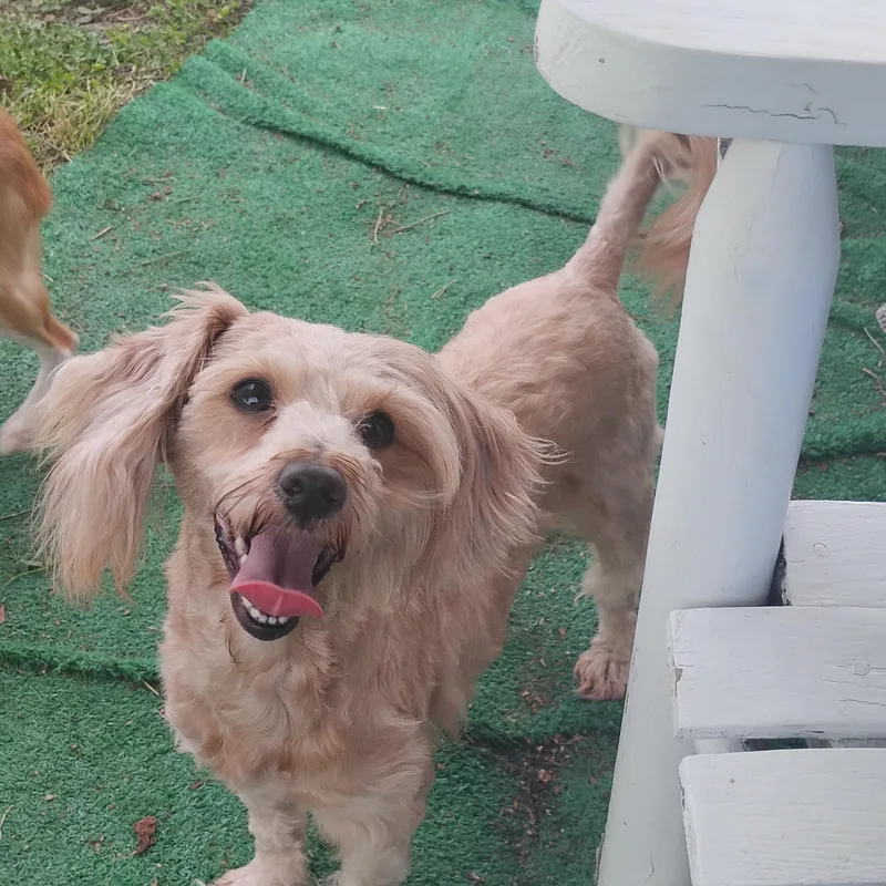 An adult small-sized female Shih Tzu dog named Chai for adoption in Salisbury, MD