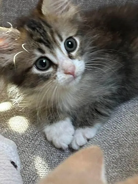 A baby medium-sized female Tabby (Brown / Chocolate) Domestic Medium Hair cat named Coco for adoption in East Brunswick, NJ