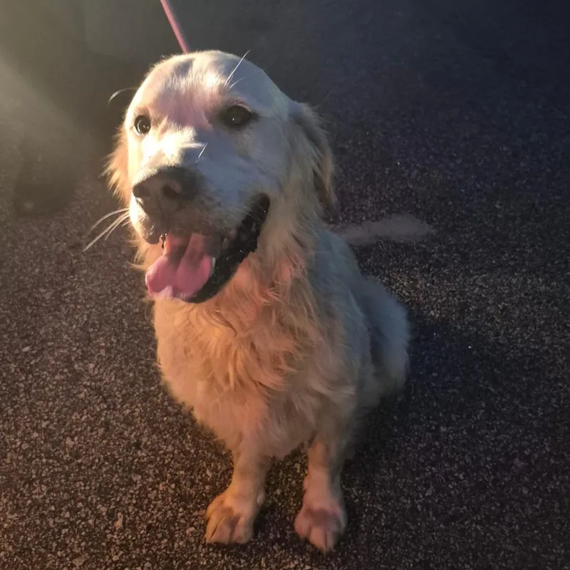 An adult large-sized male White / Cream Mixed Breed dog named StrayAscotWay for adoption in Columbus, GA