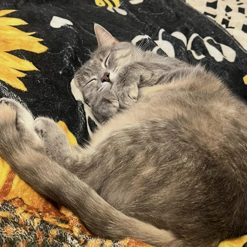 An adult small-sized female Gray & White Domestic Short Hair cat named Lucy & Ethel for adoption in Pittsburgh, PA