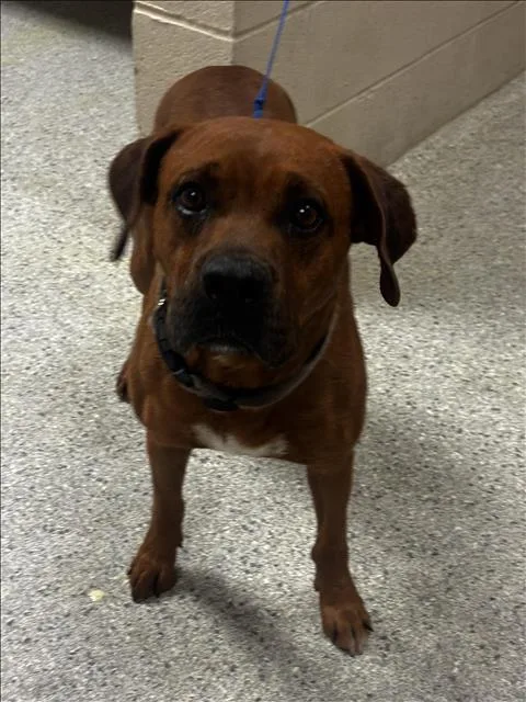 A young medium-sized male Redbone Coonhound dog named A for adoption in Conroe, TX