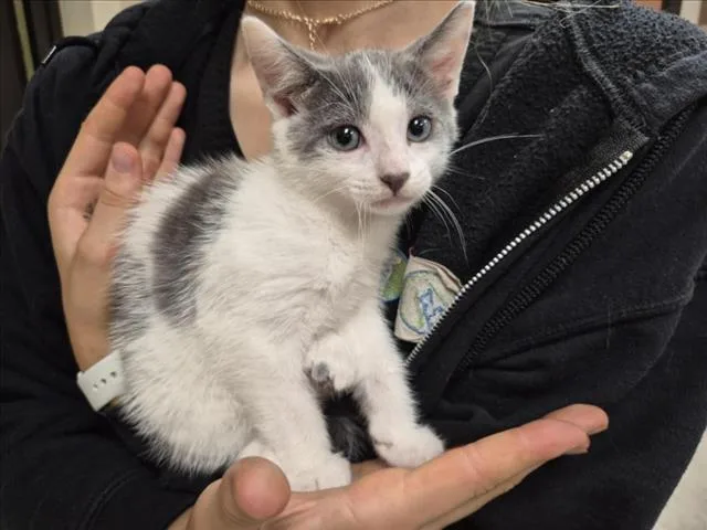 A baby small-sized male Domestic Short Hair cat named Dawson for adoption in Chapel Hill, NC
