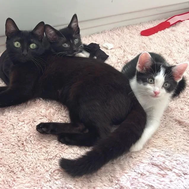 A baby small-sized male Black Domestic Short Hair cat named Peter Pettigrew for adoption in Brownsboro, AL