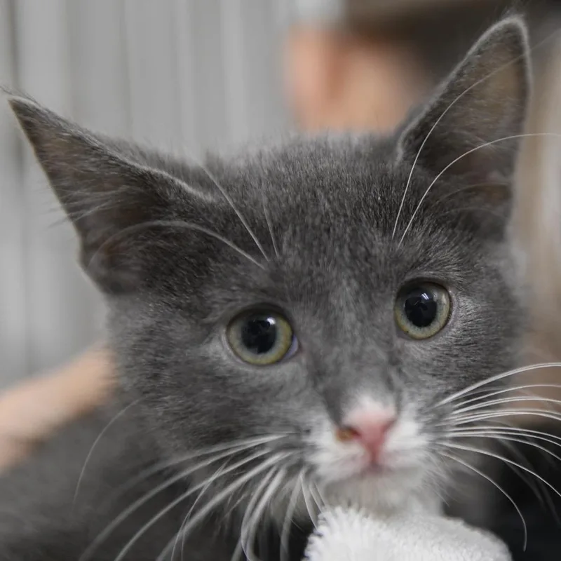 A baby small-sized male Gray / Blue / Silver Domestic Short Hair cat named Chucky for adoption in Redwood City, CA