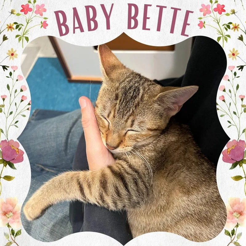 A baby medium-sized female Tabby (Brown / Chocolate) Domestic Short Hair cat named Bette for adoption in Wellesley, MA