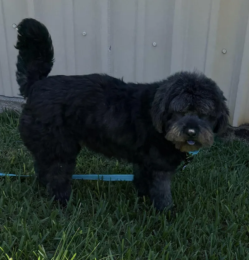 An adult medium-sized female Chow Chow dog named Julie for adoption in Louise, TX