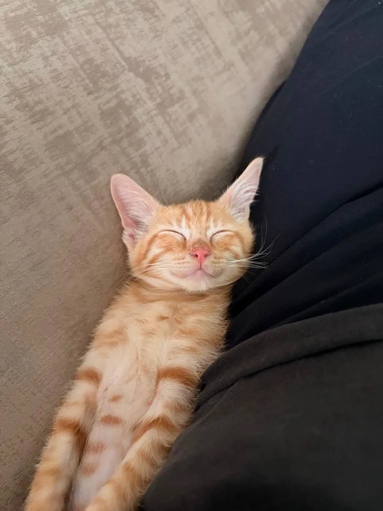 A baby medium-sized male Domestic Short Hair cat named Bojangles for adoption in Lewisville, TX
