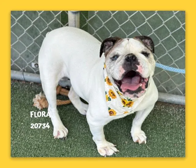 A senior medium-sized female Black English Bulldog dog named Flora for adoption in Marietta, GA