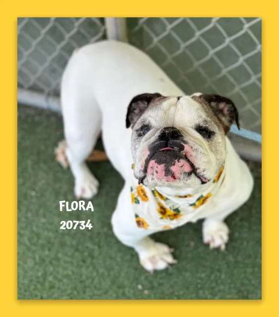 Flora thumbnail 3